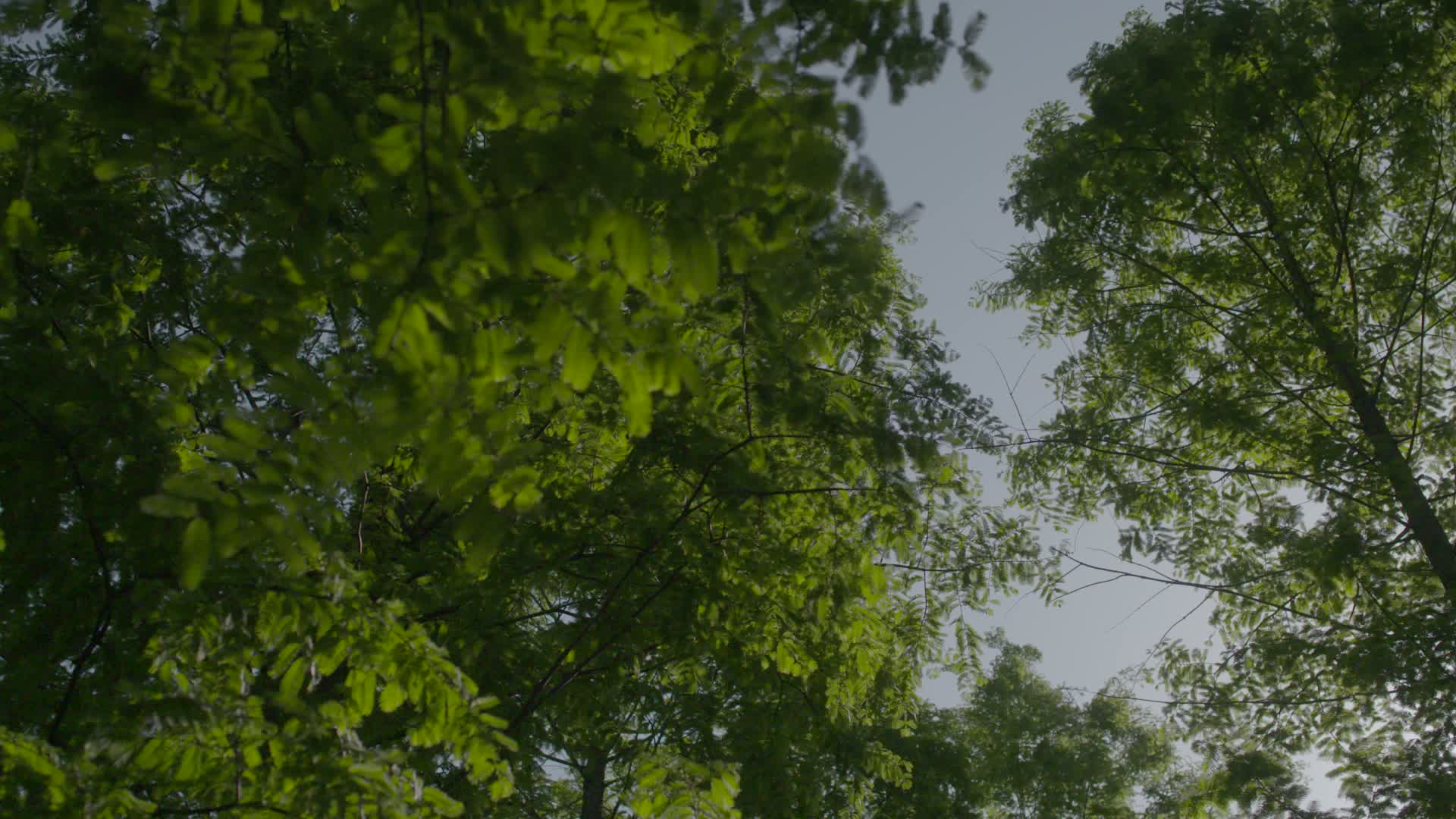 春日微风下的小清新绿色森林视频的预览图
