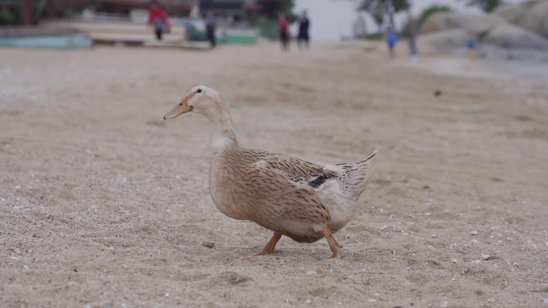 海边海鸭视频的预览图