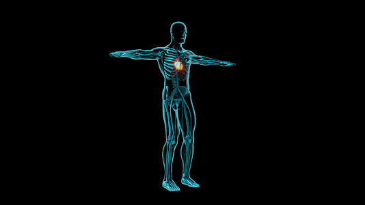 医学人体带心脏跳动3D动画视频的预览图