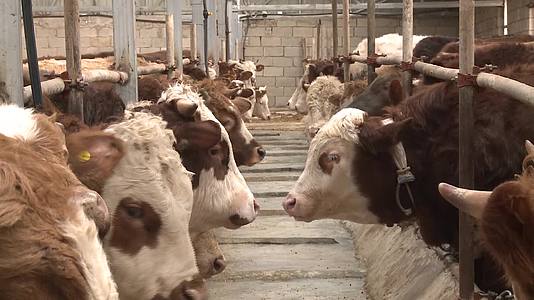 乡村振兴规模化养牛视频的预览图