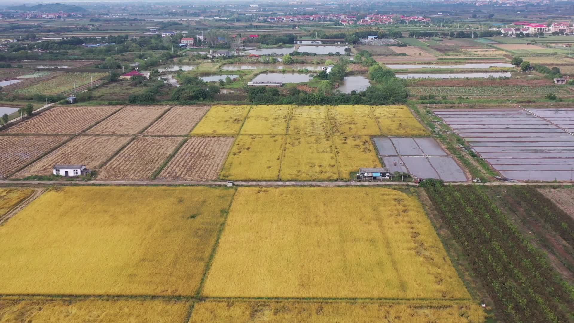 秋天乡村稻田和水塘航拍视频的预览图