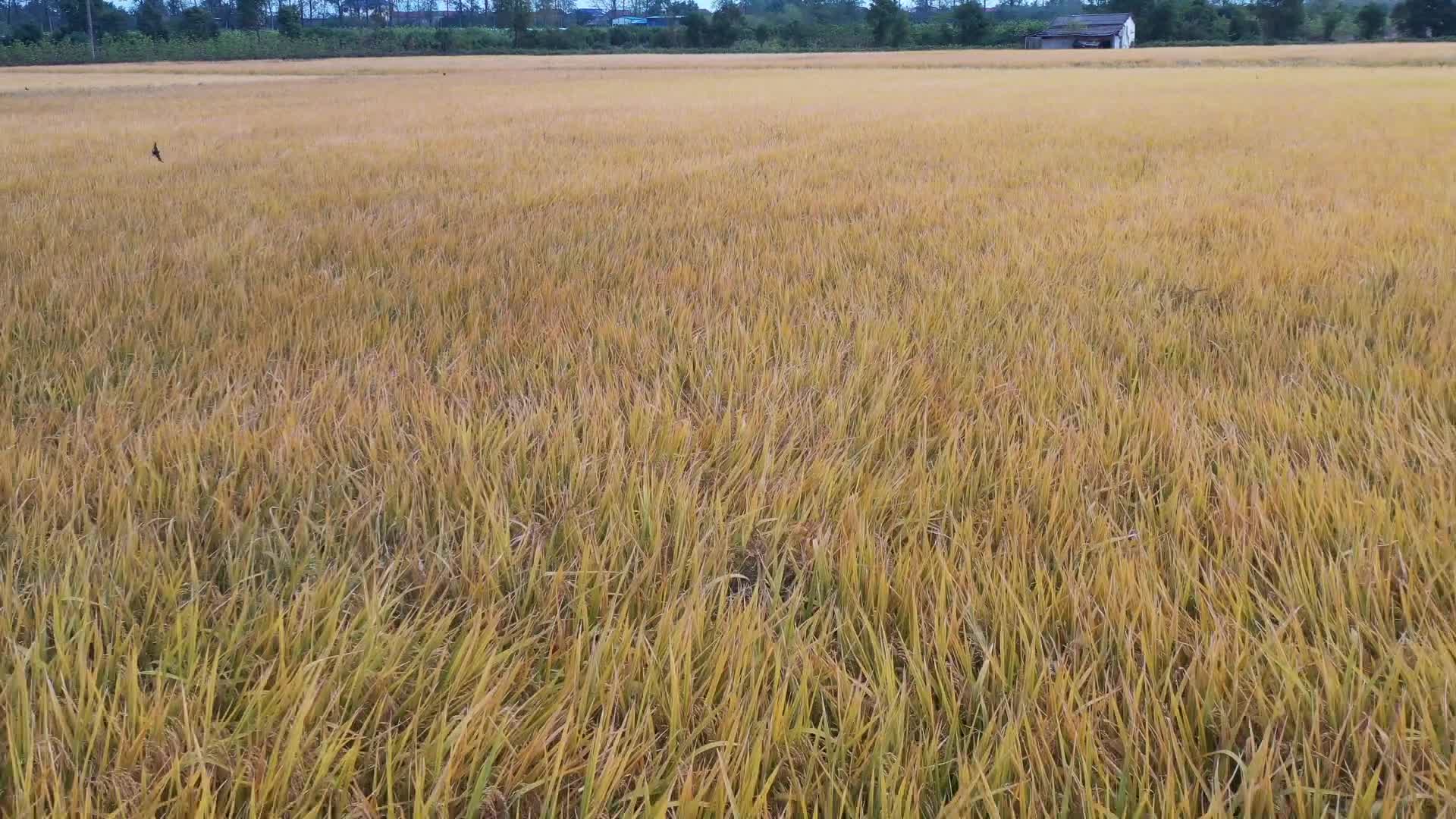 金黄稻田低空航拍视频的预览图