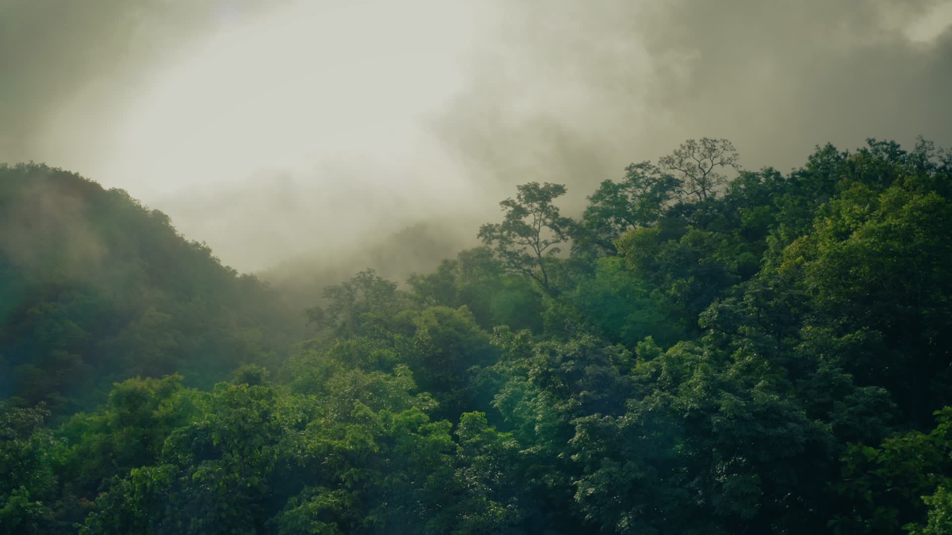 4K大气航拍森林云雾缭绕视频的预览图