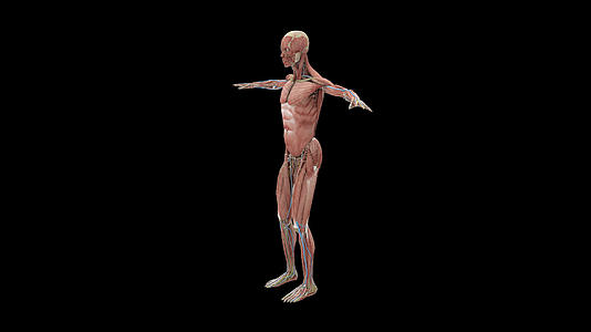 医学人体带肌肉神经血管3D动画视频的预览图