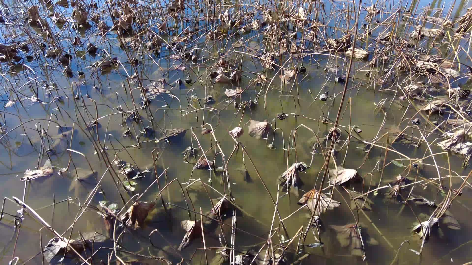冬天的荷塘荷花池残荷莲蓬荷叶视频的预览图