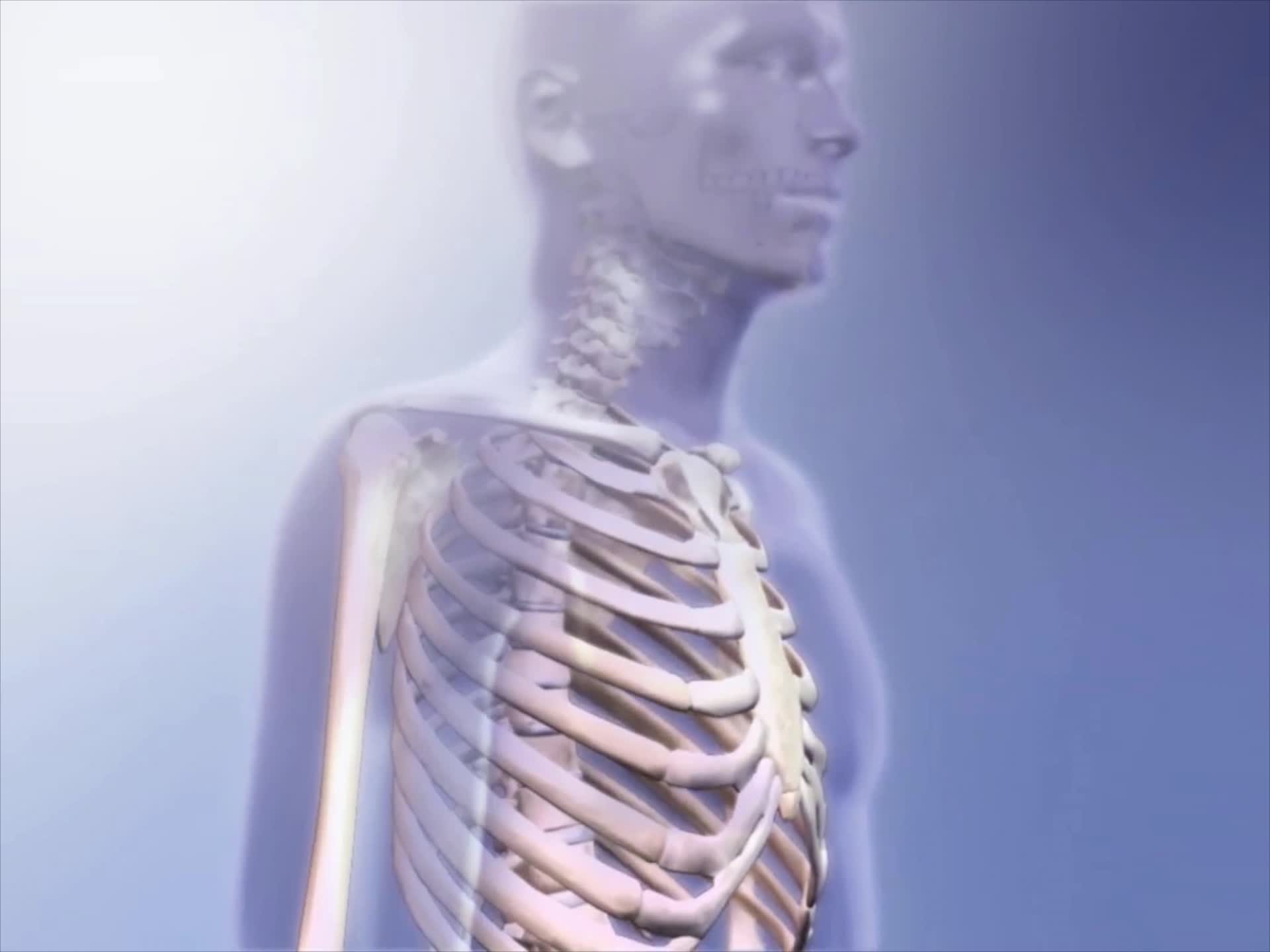 肌肉的相互作用肌肉组织3D动画视频的预览图