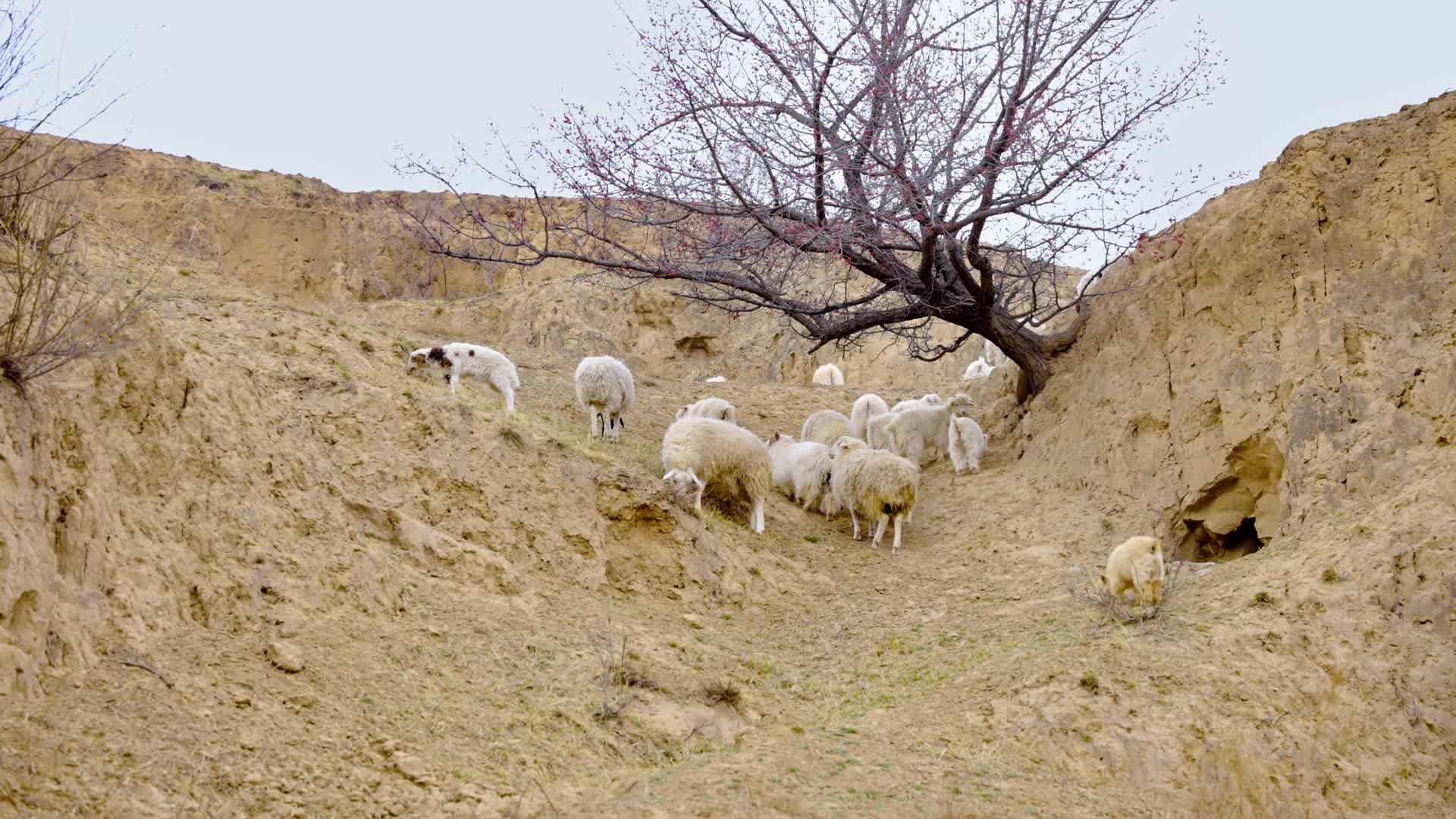 4K陕北土坡山羊视频的预览图