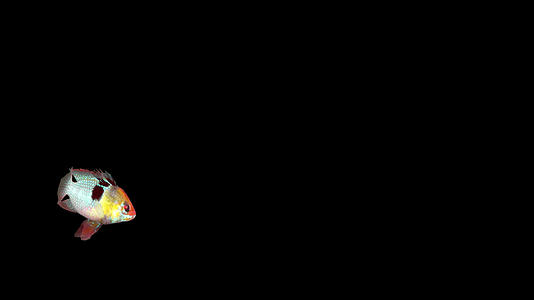 带通道拉氏小噬土丽鲷鱼视频的预览图