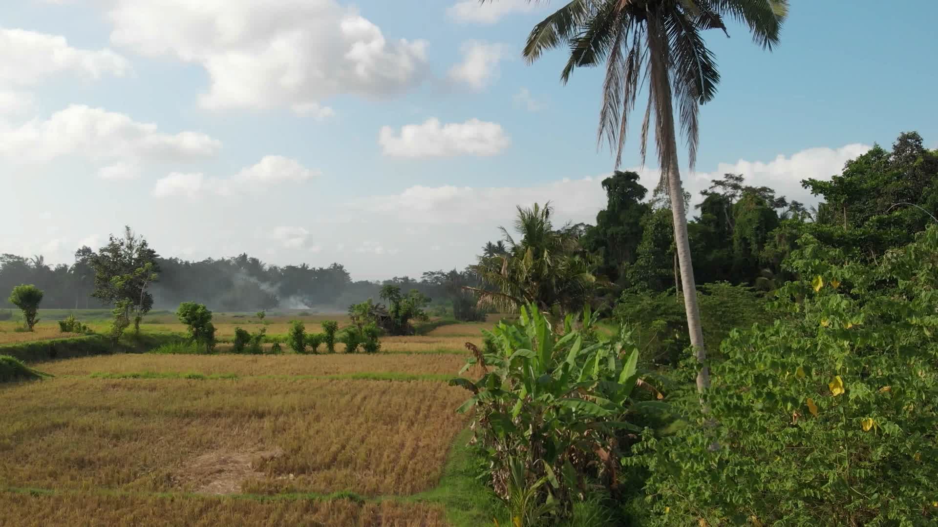 高清航拍椰树田野风光视频的预览图