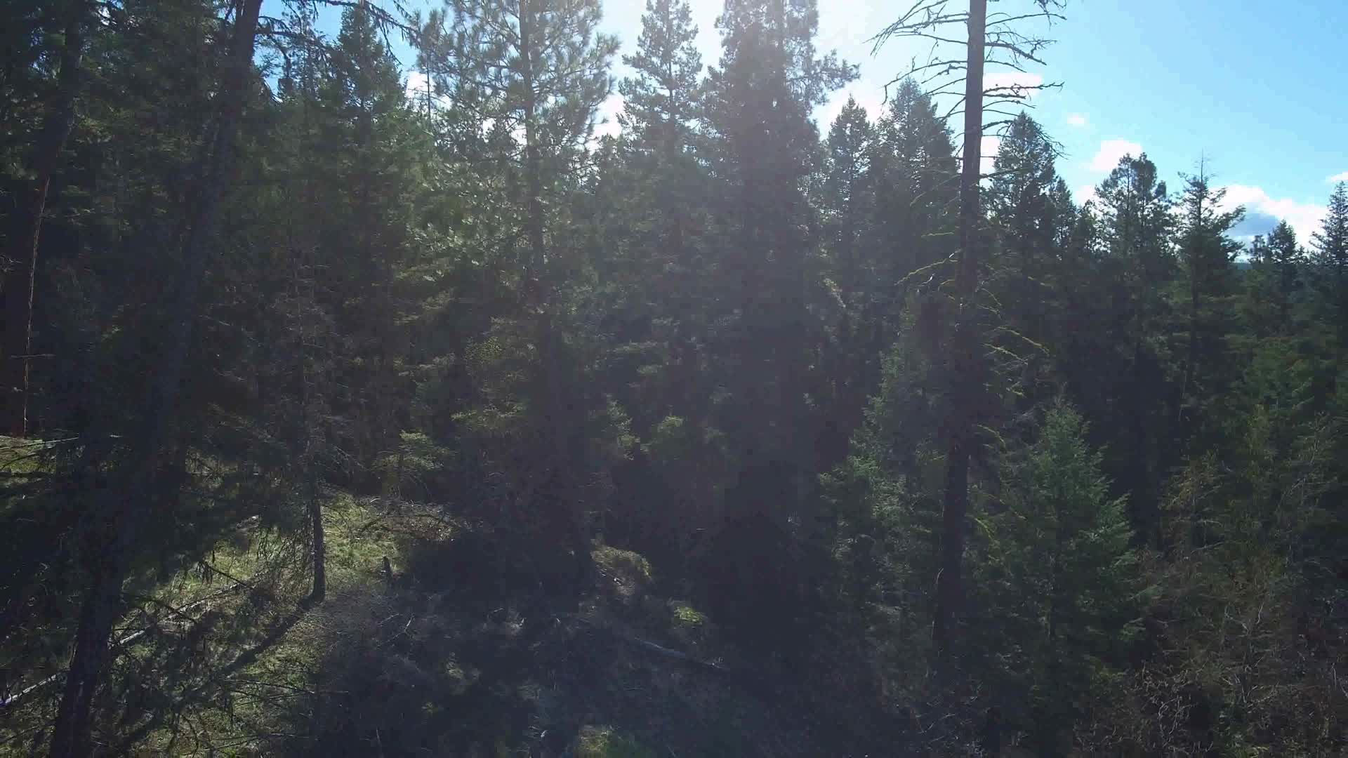 4k高清航拍松树森林视频的预览图