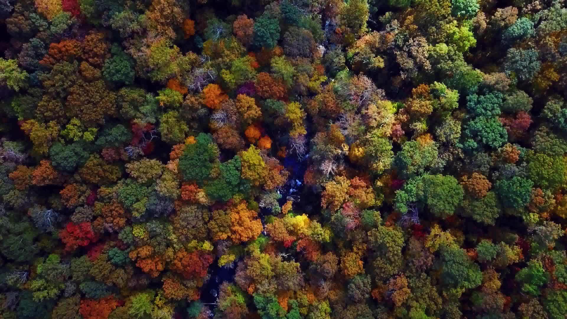 4k高清航拍五颜六色的树林视频的预览图
