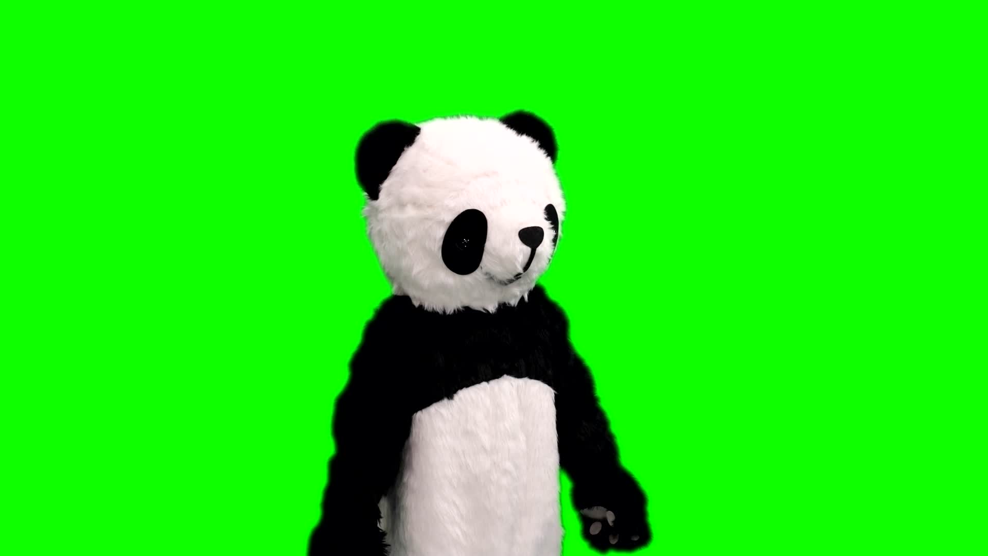 绿幕有动作的熊猫抠像通道视频的预览图
