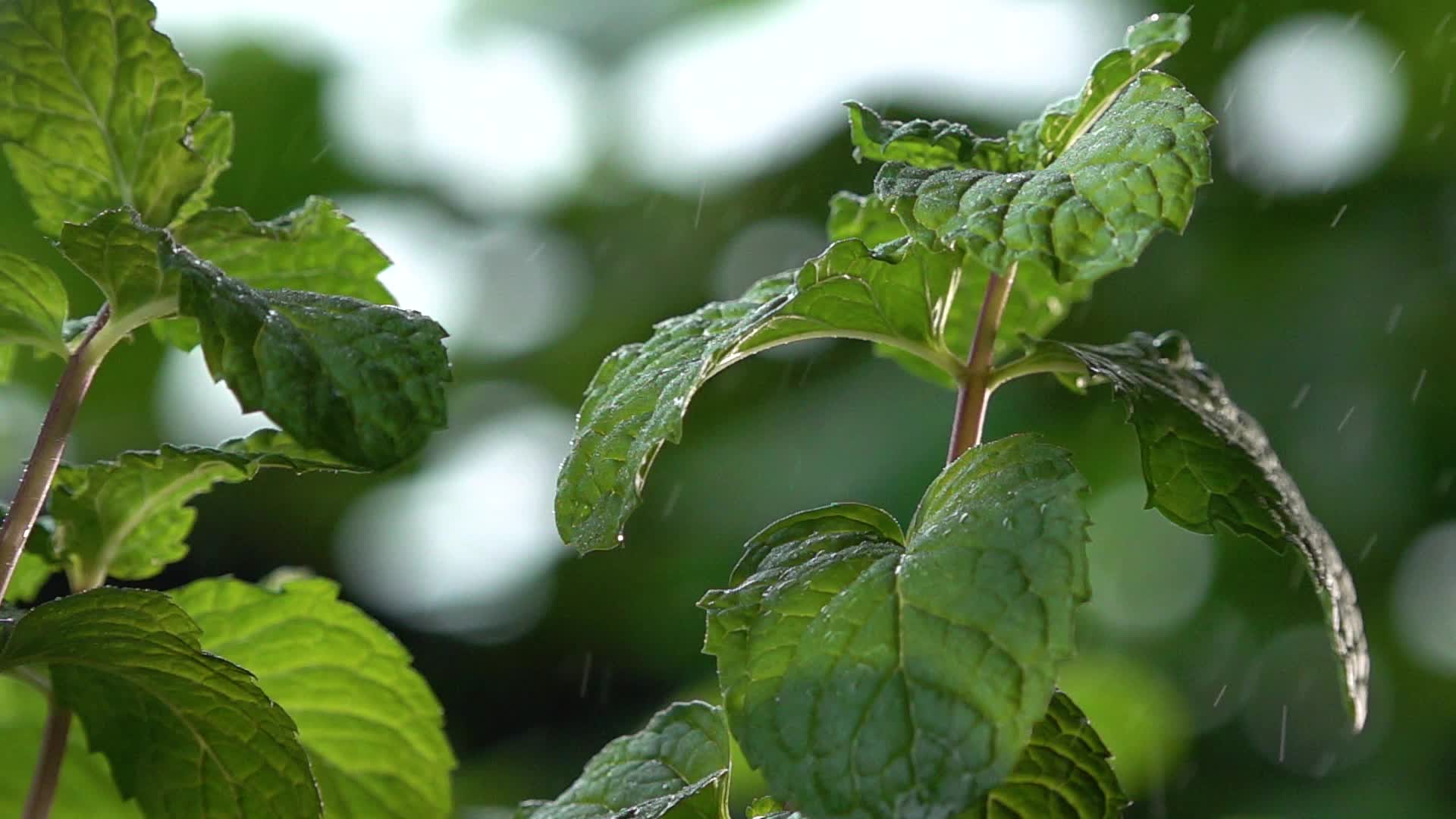 水滴雨滴在树叶植物上视频的预览图