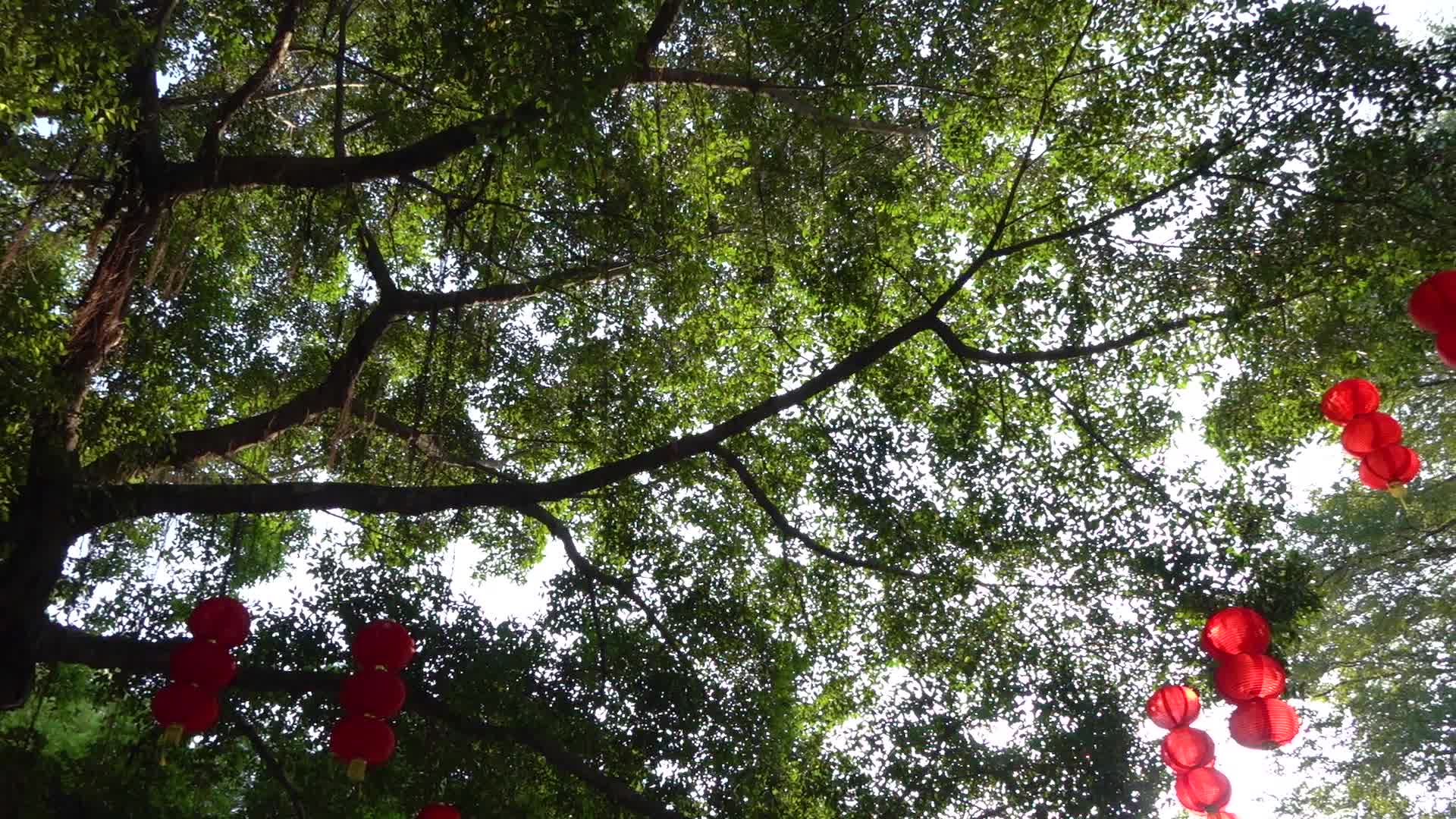 节日挂在古树上的灯笼视频的预览图