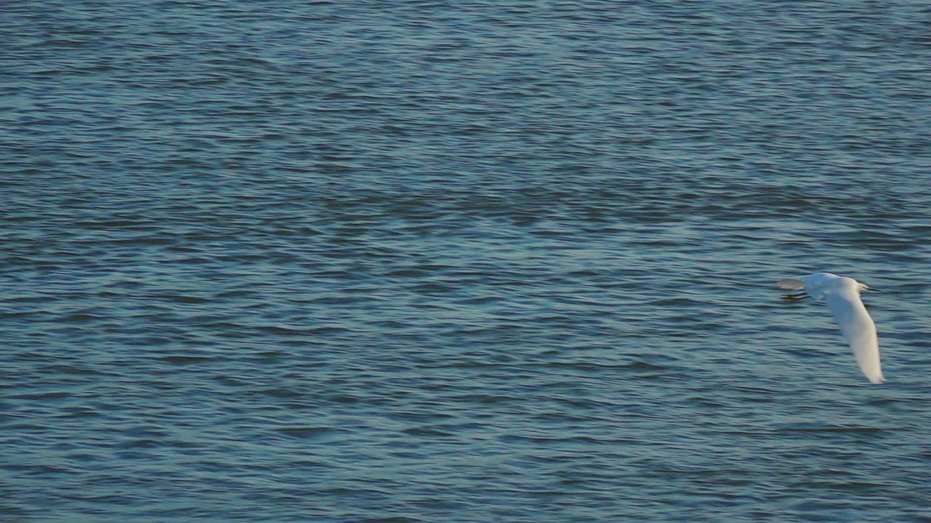 白鹭翱翔视频的预览图