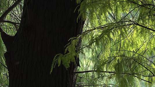 4K超清绿色水杉树视频的预览图