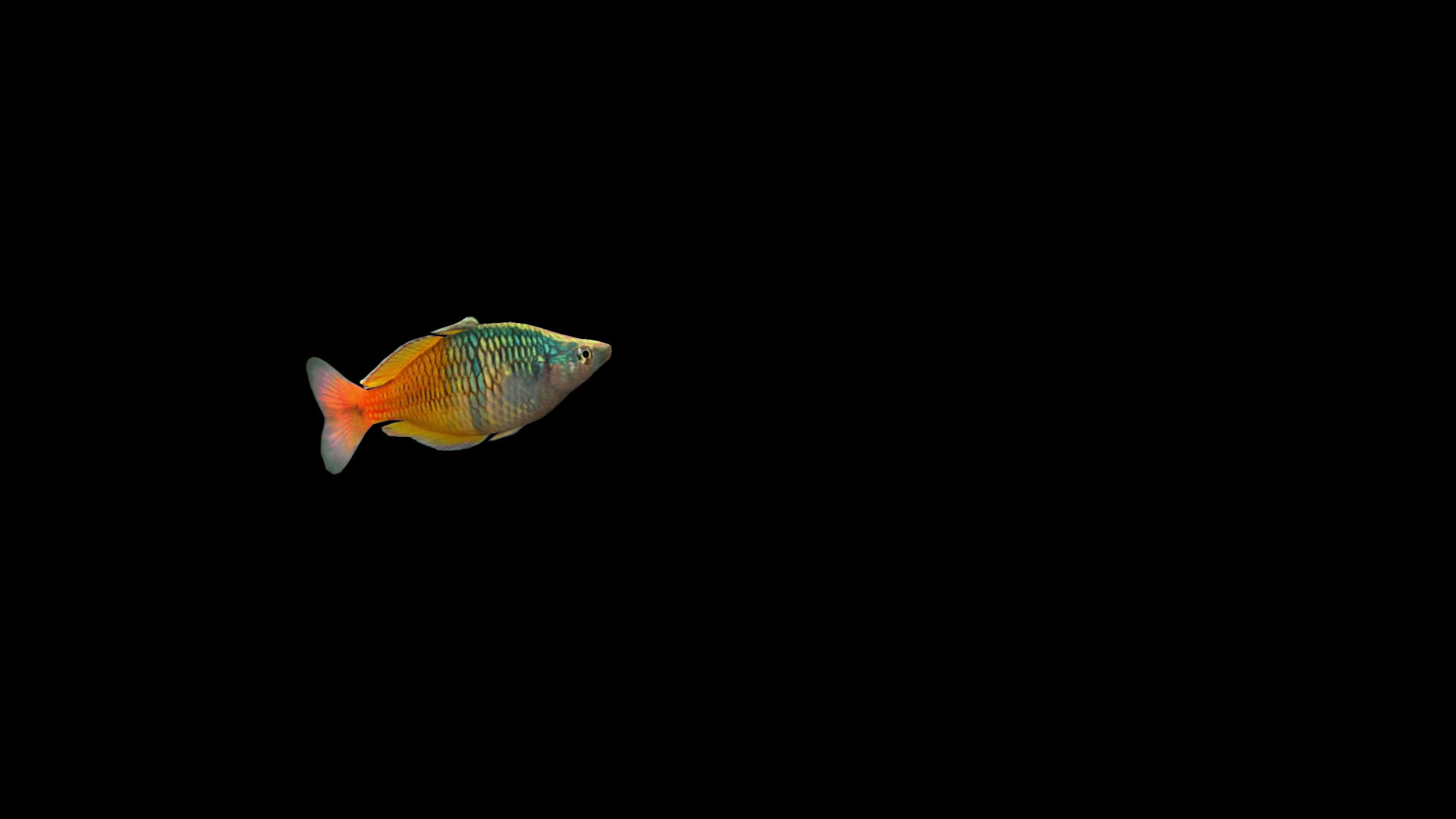 带通道彩虹鱼视频的预览图