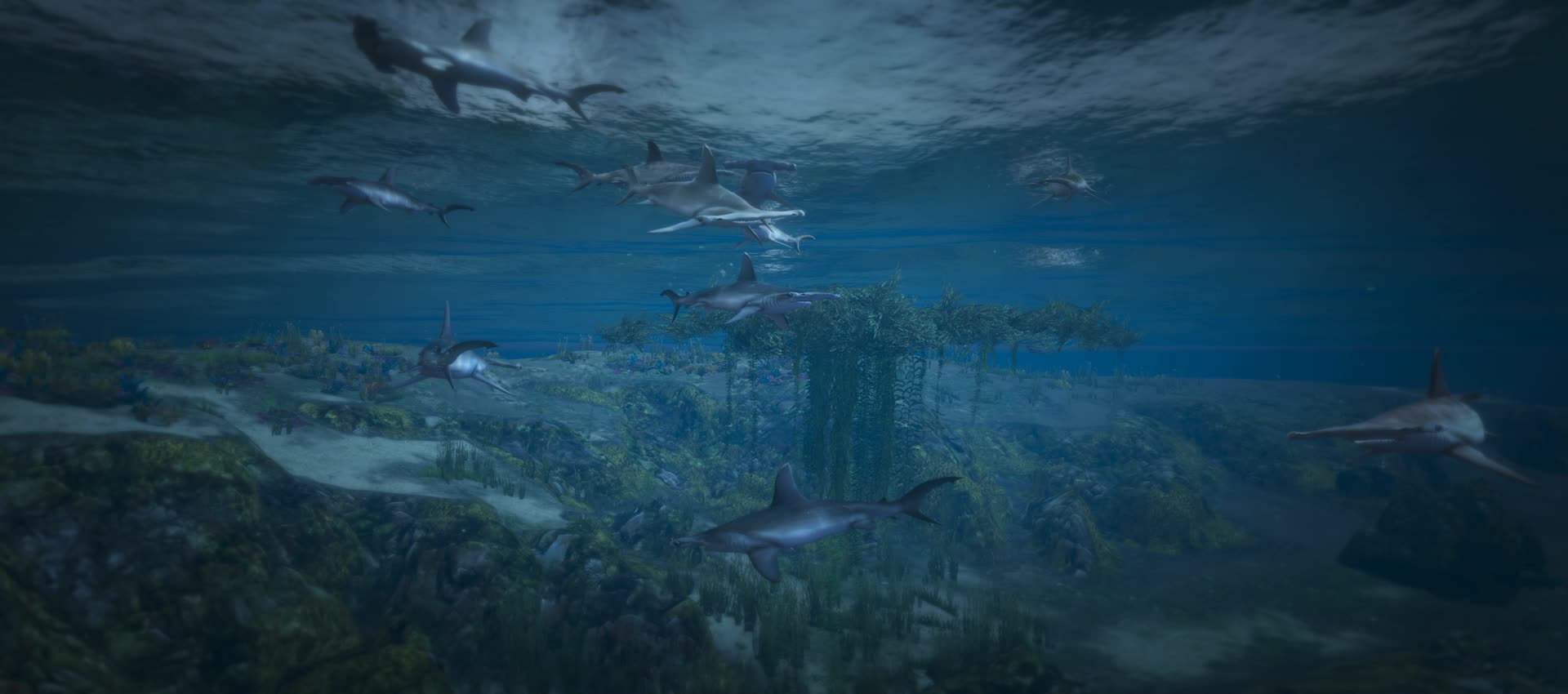 海洋海底鲨鱼群沉浸场景视频的预览图