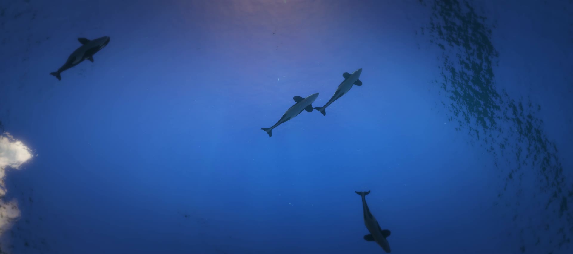 宽屏海底世界深海中的海豚天幕投影视频的预览图