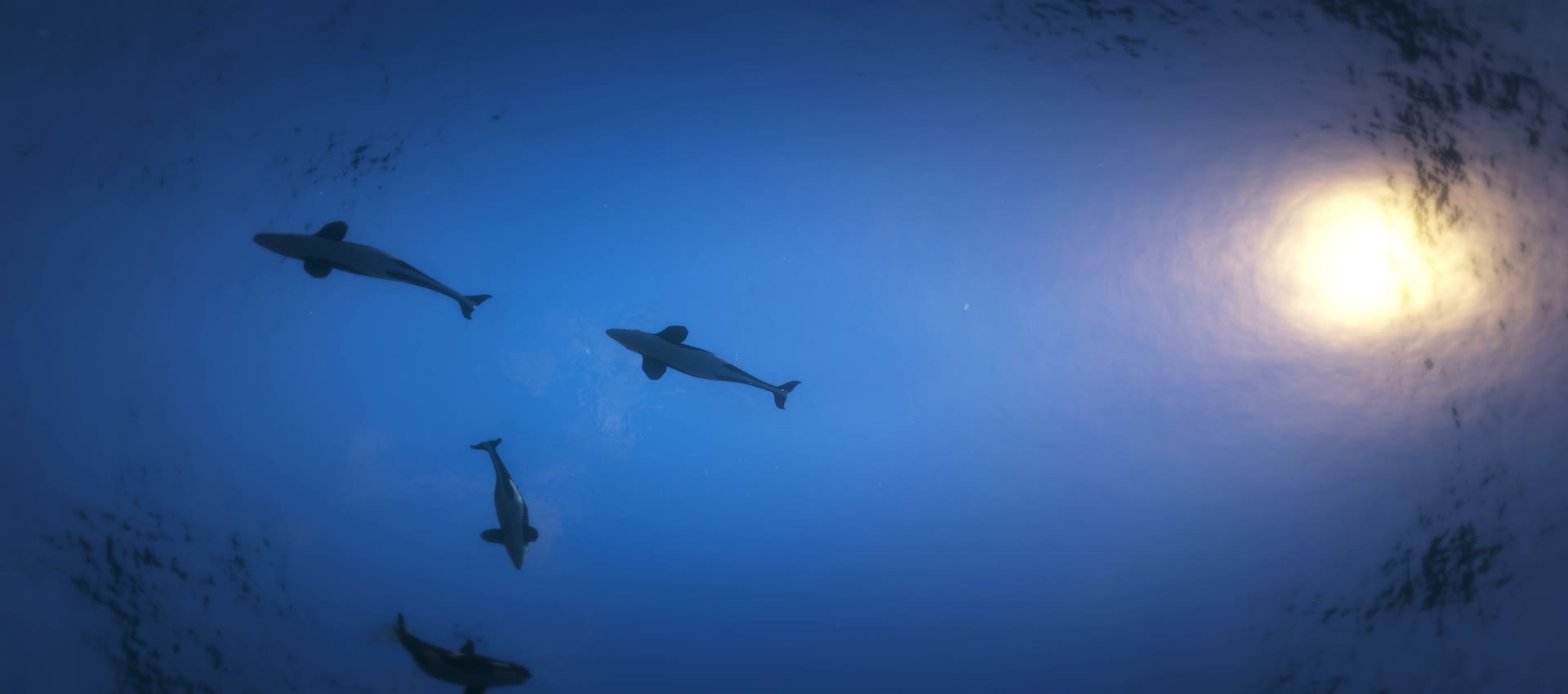 宽屏深海海底世界海豚天幕投影视频的预览图