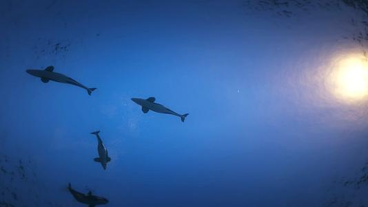 宽屏深海海底世界海豚天幕投影视频的预览图