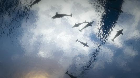 海洋宽屏海底世界海豚天幕投影视频的预览图