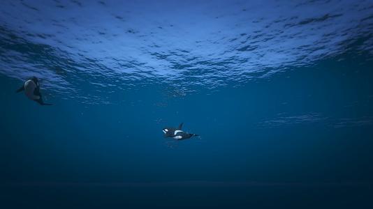 唯美海豚群海底世界宽屏视频的预览图