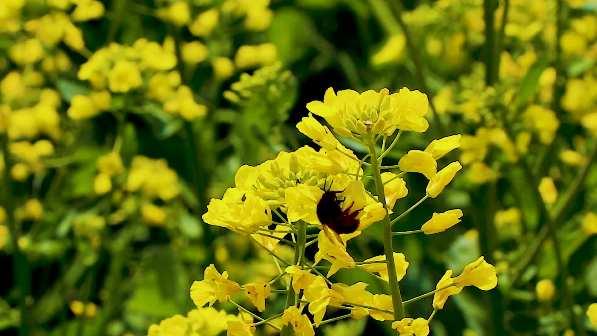 实拍蜜蜂再油菜花上采蜜视频的预览图