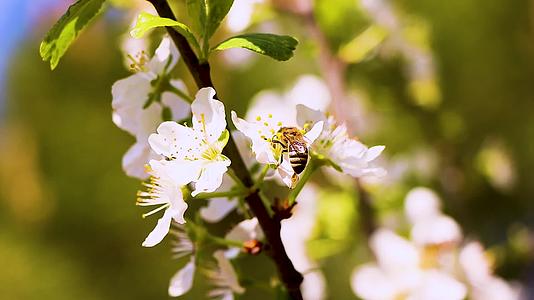 实拍蜜蜂在白色花上采蜜视频的预览图