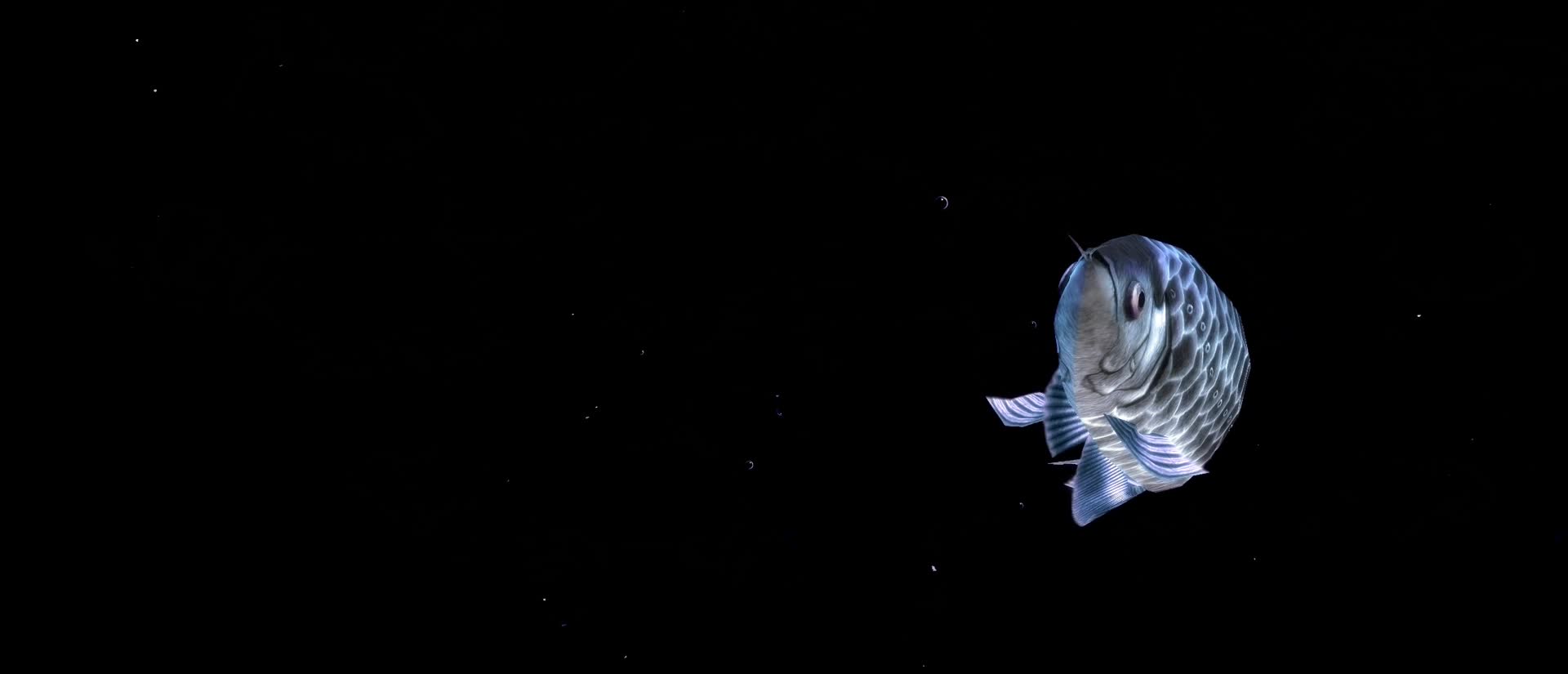 大号全息金龙鱼系列视频的预览图