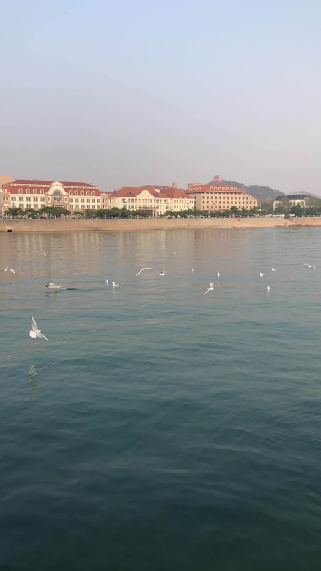 青岛海边飞舞的海鸥慢动作竖版视频视频的预览图