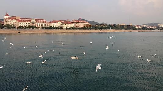 青岛海边飞舞的海鸥慢动作视频视频的预览图