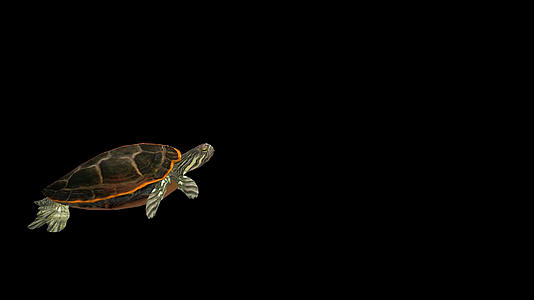 带通道海龟视频的预览图