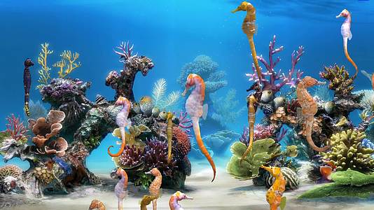 海马海底世界视频的预览图