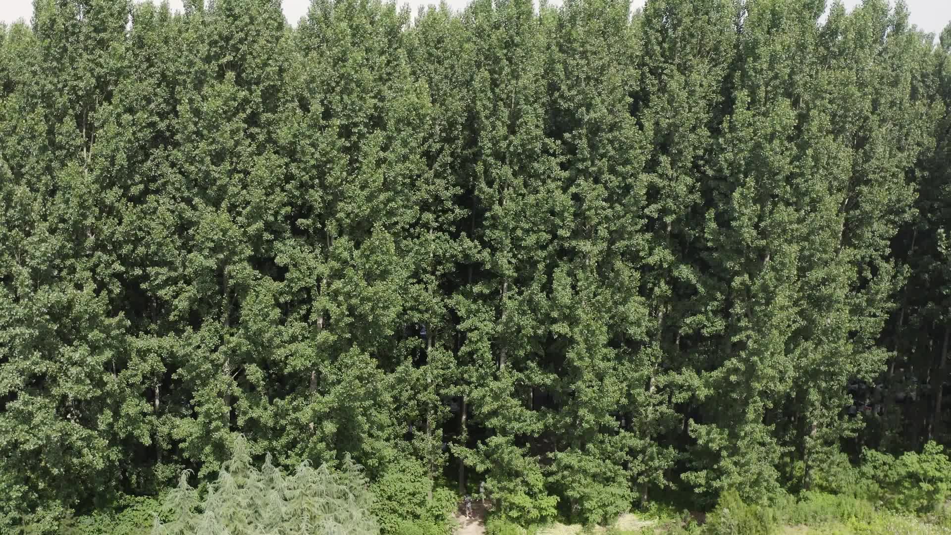 航拍树林灌木丛树木视频的预览图