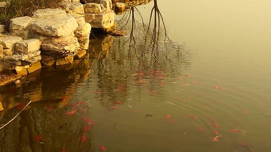 公园黎锦观赏鱼芦苇早晨太阳视频的预览图