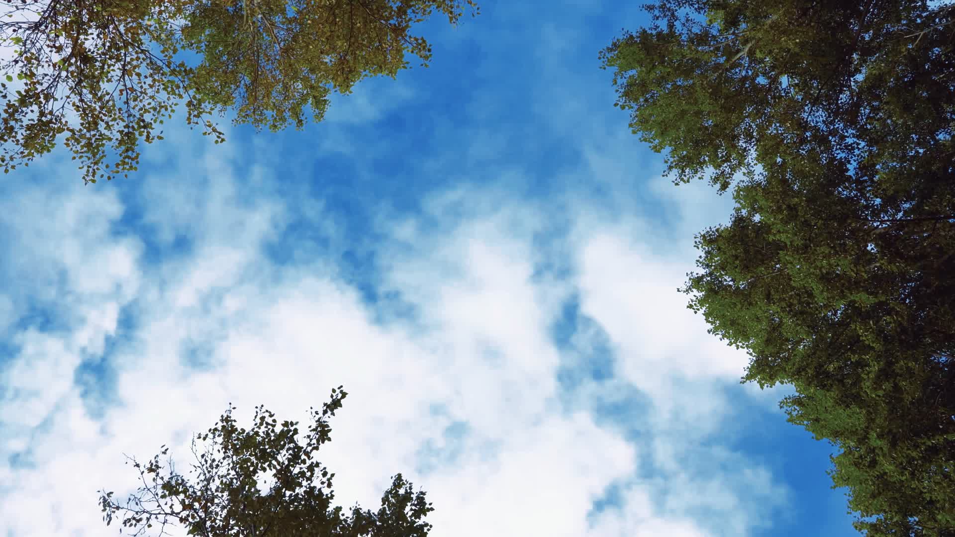 4K蓝天下的树视频的预览图