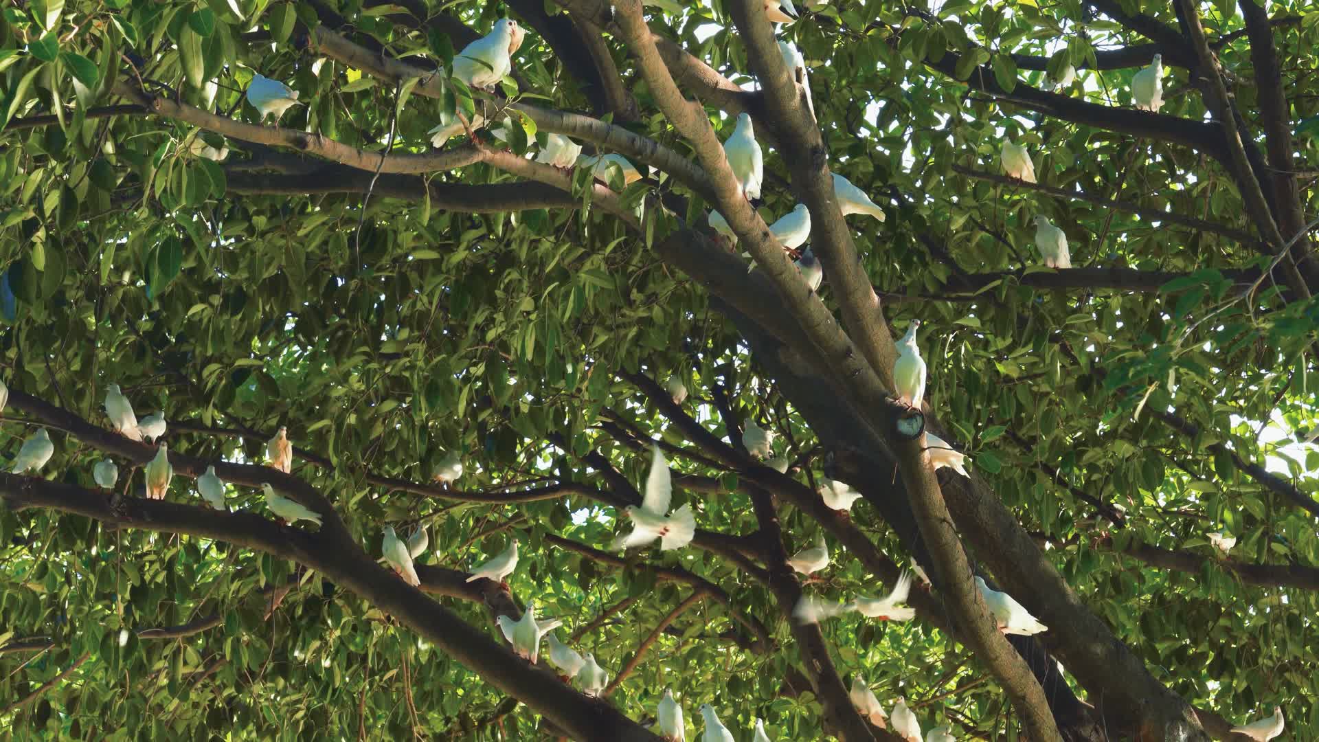 4K公园里树上的鸽子视频的预览图