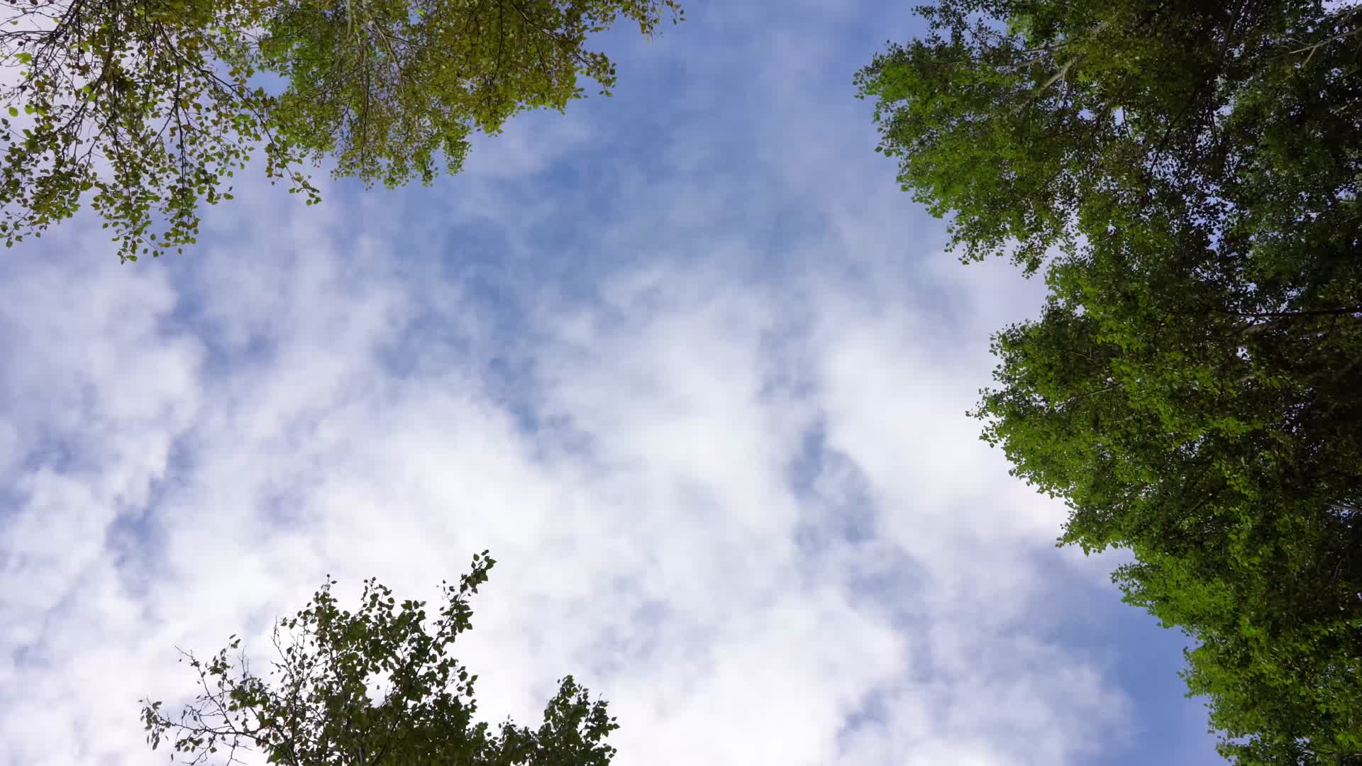 蓝天下旋转的白杨树视频的预览图