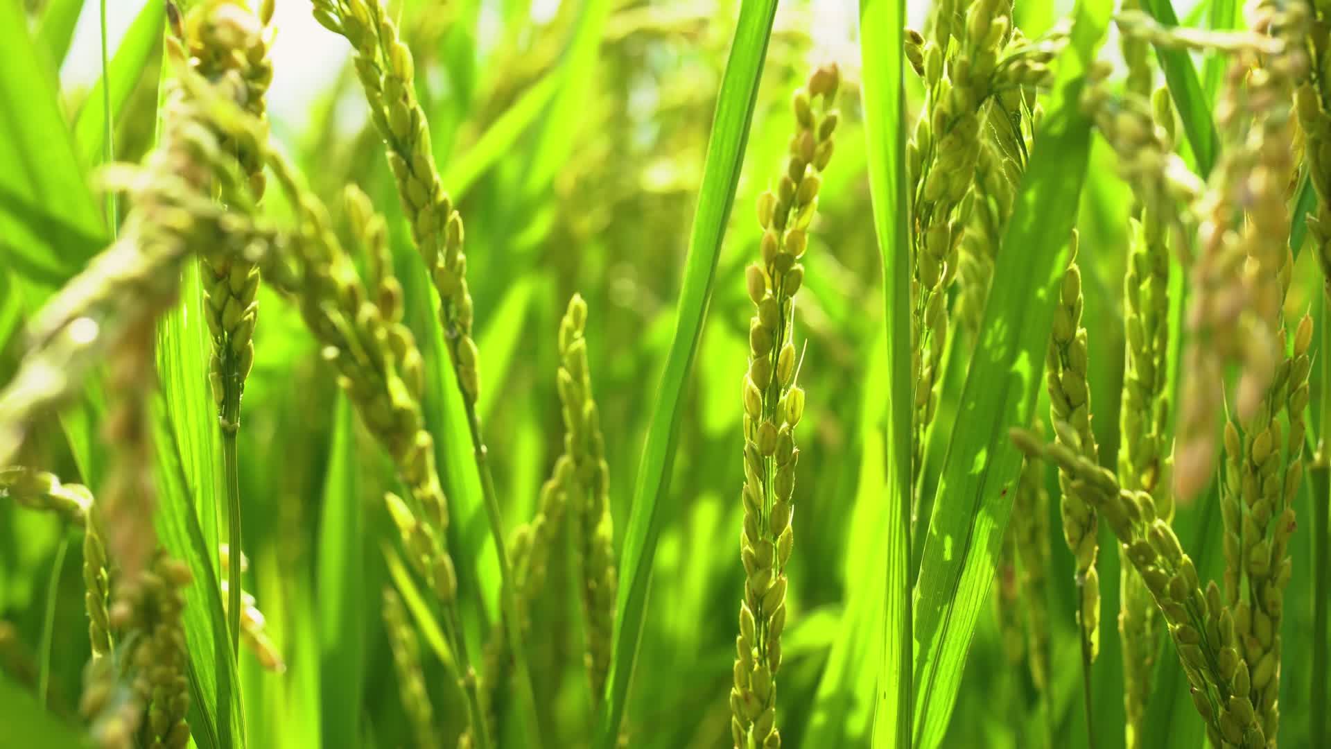 夏日绿色稻田视频的预览图