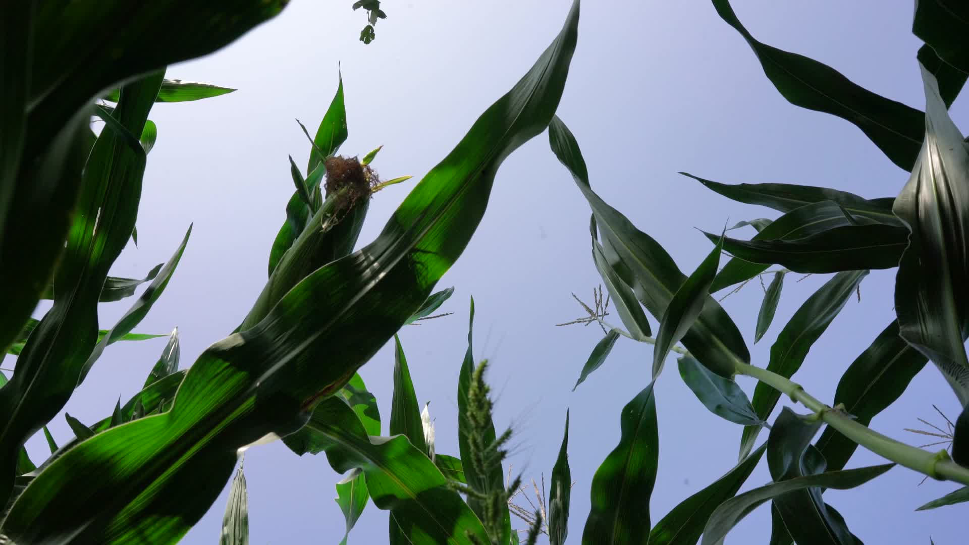 玉米地视频的预览图