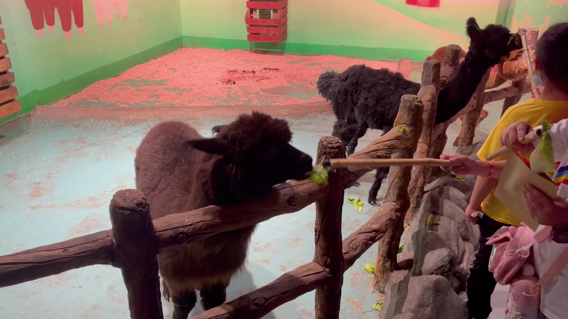 4k实拍动物园动物羊驼视频的预览图