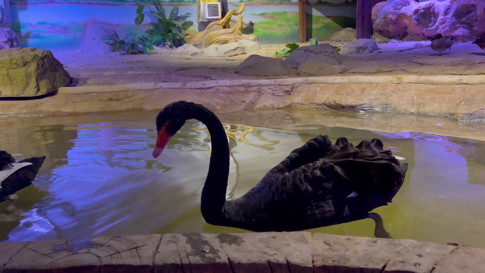 4k实拍动物园动物黑天鹅视频的预览图