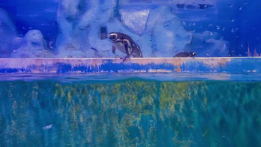 4k实拍动物园动物企鹅视频的预览图