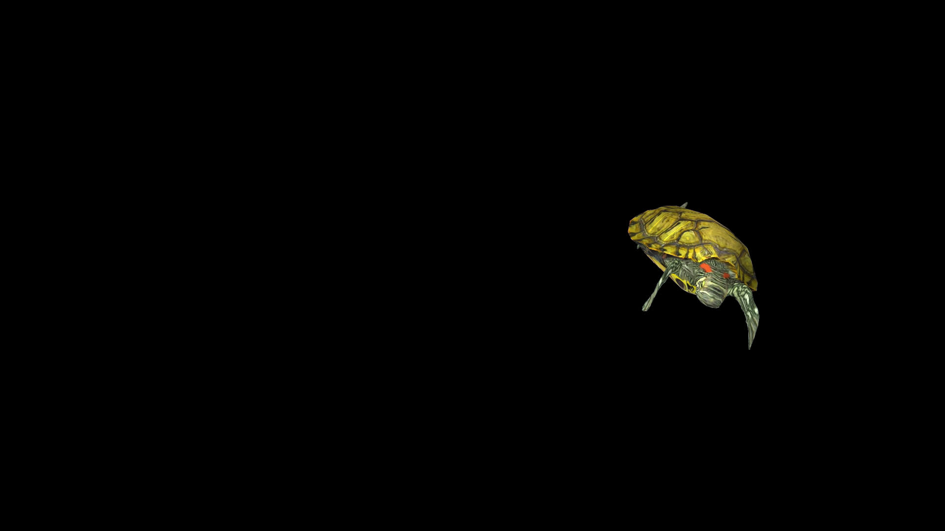 带通道海龟视频的预览图