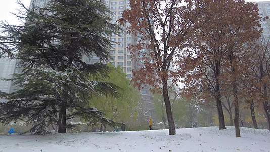 初冬小区初雪黄色树叶视频的预览图