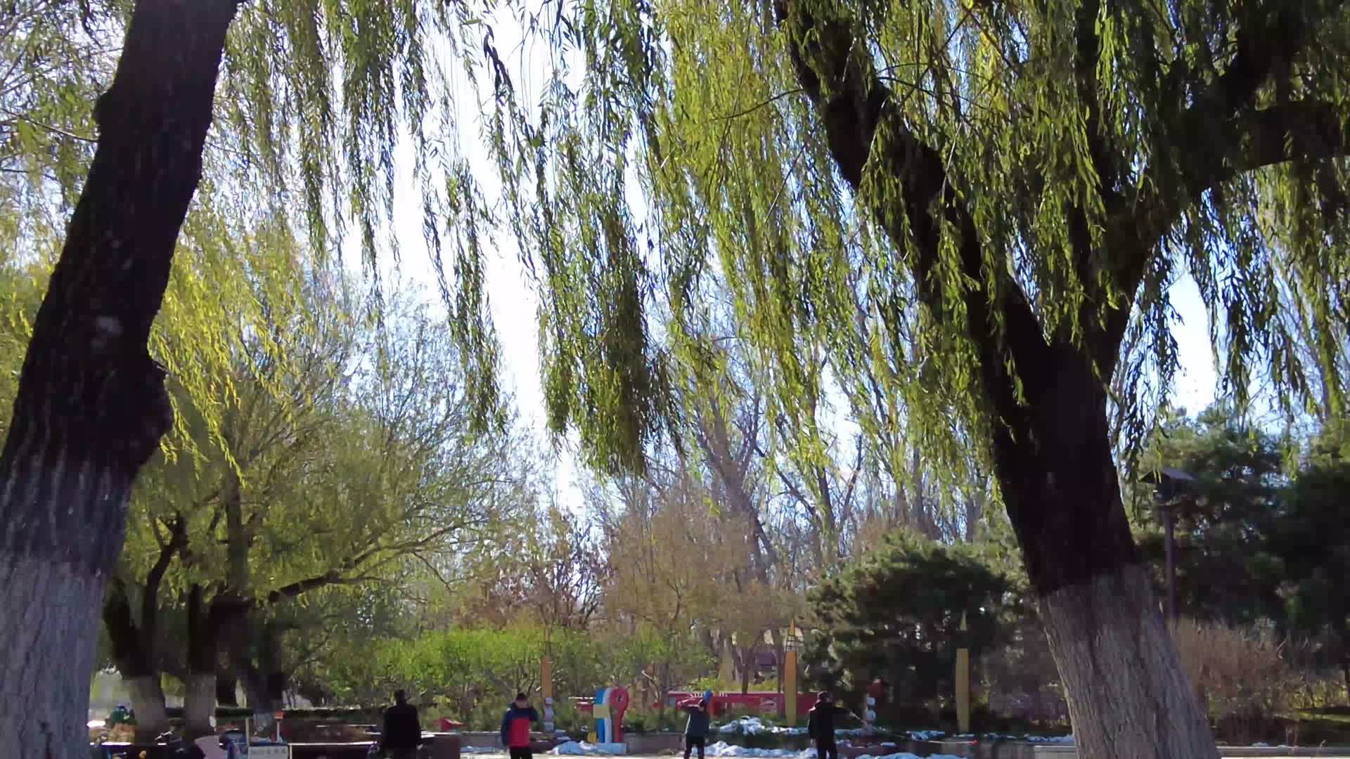 4K初冬的公园竹子柳树菊花银杏叶视频的预览图