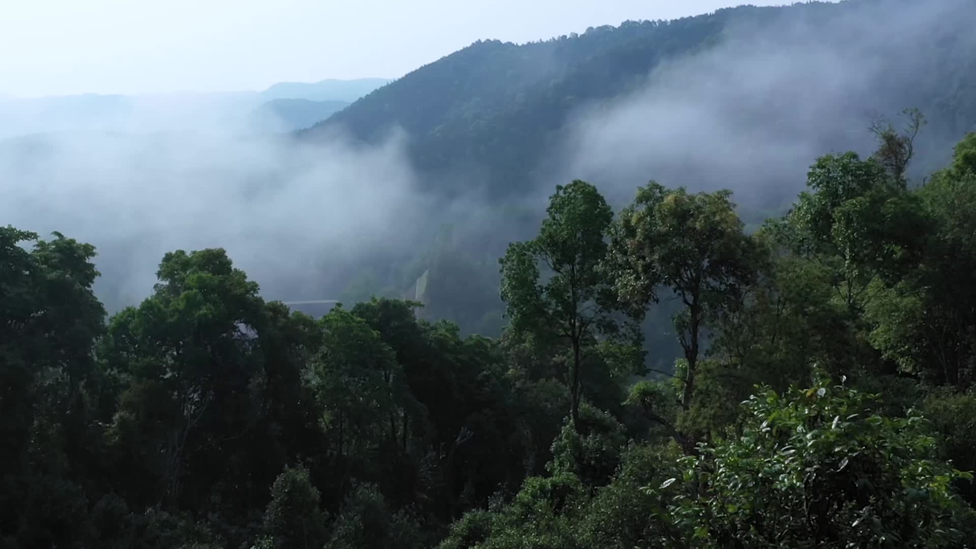 云南普洱茶茶山种植视频的预览图