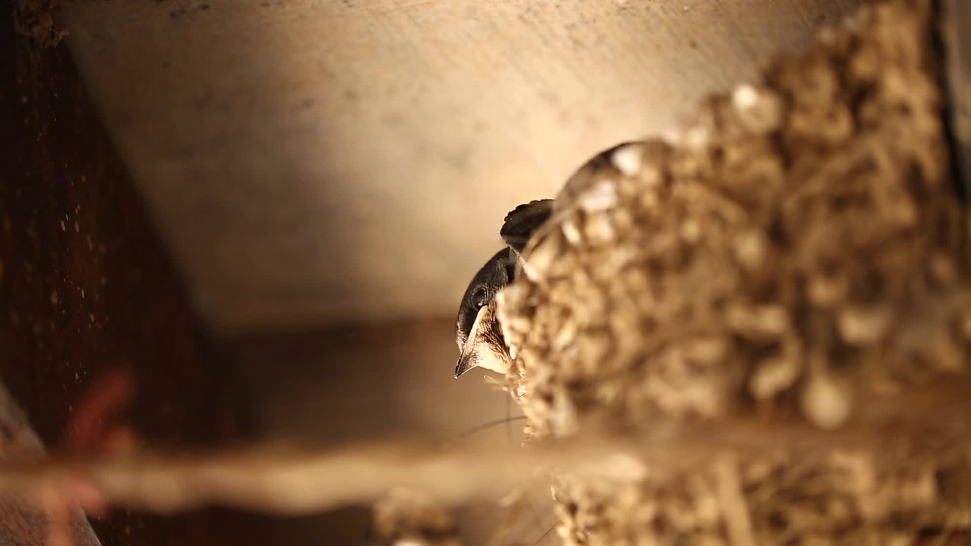 屋檐下的燕子窝视频的预览图
