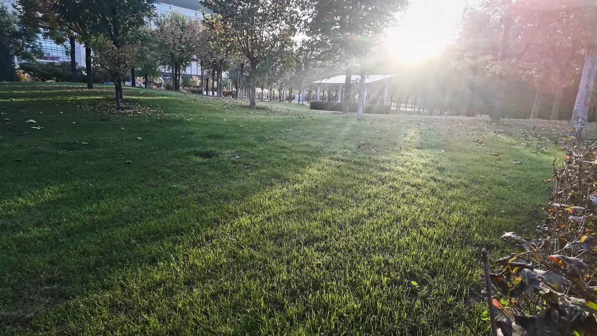 4K延时公园草坪黄昏光影视频的预览图